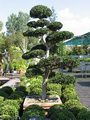 Ilex Crenata Bonsai